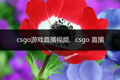 csgo游戏直播视频，csgo 直播