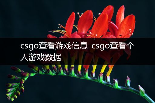 csgo查看游戏信息-csgo查看个人游戏数据