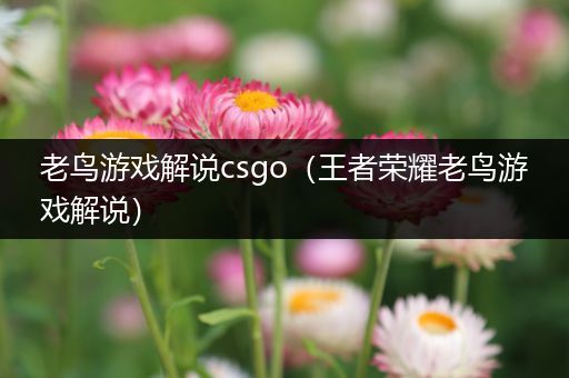 老鸟游戏解说csgo（王者荣耀老鸟游戏解说）