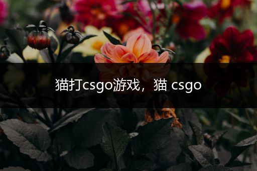 猫打csgo游戏，猫 csgo