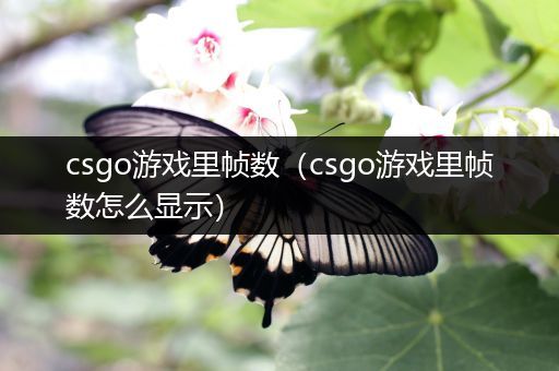 csgo游戏里帧数（csgo游戏里帧数怎么显示）