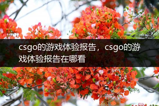 csgo的游戏体验报告，csgo的游戏体验报告在哪看