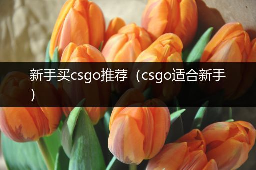 新手买csgo推荐（csgo适合新手）